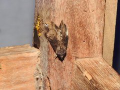 Ercheia