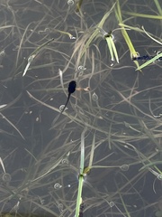 Pseudacris hypochondriaca