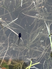 Pseudacris hypochondriaca