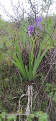 Iris alberti