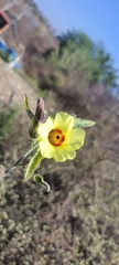 Hibiscus panduriformis