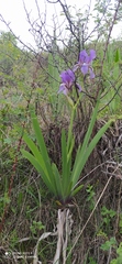 Iris alberti