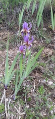Iris alberti