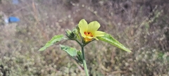 Hibiscus panduriformis