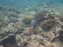 Chlorurus perspicillatus