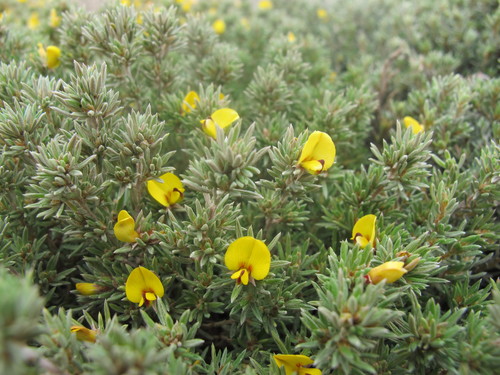 feather bush-pea (Pultenaea vestita)