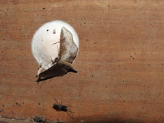 Fascellina chromataria