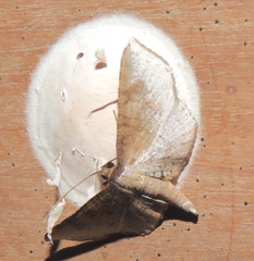 Fascellina chromataria