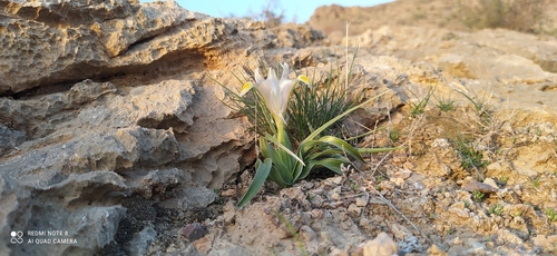 Iris hippolyti
