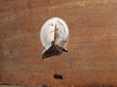 Fascellina chromataria