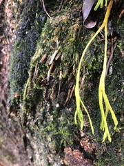 Psilotum complanatum