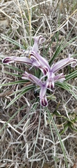Iris narynensis