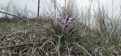 Iris narynensis