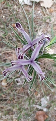 Iris narynensis