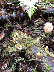 Trichoderma alutaceum