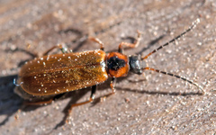 Rhagonycha testacea