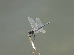 Selysiothemis nigra