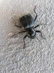 Moluris gibba