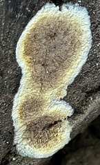 Steccherinaceae
