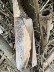 Bambusa utilis