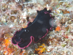 Pseudobiceros gloriosus