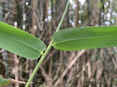 Bambusa utilis