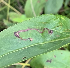 Phytomyza penstemonis