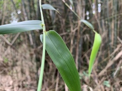 Bambusa utilis