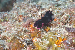 Pseudobiceros gloriosus