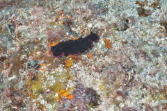 Pseudobiceros gloriosus