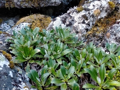 Celmisia holosericea