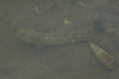 Cryptocentroides gobioides