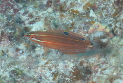 Halichoeres biocellatus