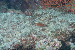 Halichoeres biocellatus