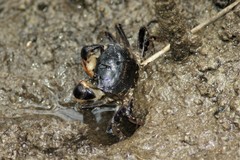 Pseudohelice subquadrata