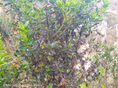 Monticalia arbutifolia