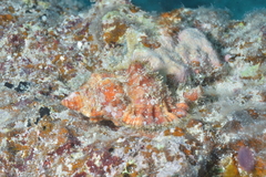 Monoplex aquatilis