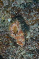 Monoplex aquatilis