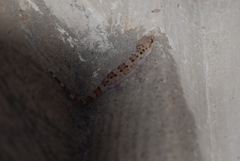 Hemidactylus maculatus