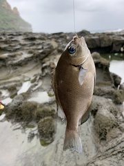 Girella punctata