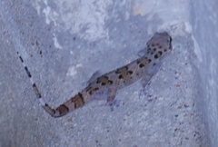 Hemidactylus maculatus