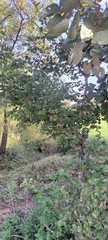Bauhinia racemosa