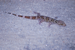 Hemidactylus maculatus