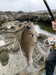 Girella punctata