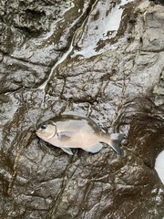 Girella punctata