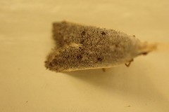 Lecithocera imprudens