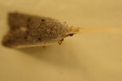 Lecithocera imprudens