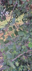 Bauhinia racemosa