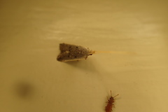 Lecithocera imprudens