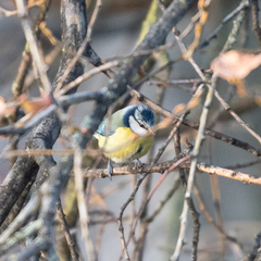 Cyanistes caeruleus